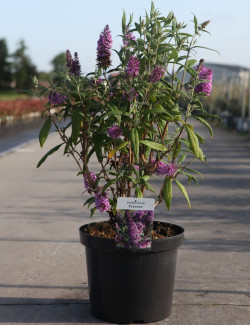 BUDDLEIA davidii PEACOCK - Arbre aux papillons En pot de 10-12 litres buisson hauteur 060-080 cm