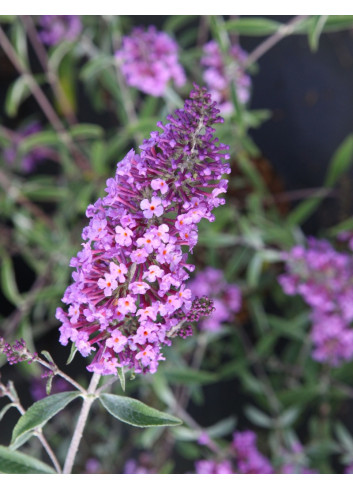 BUDDLEIA davidii SOPHIE - Arbre aux papillons