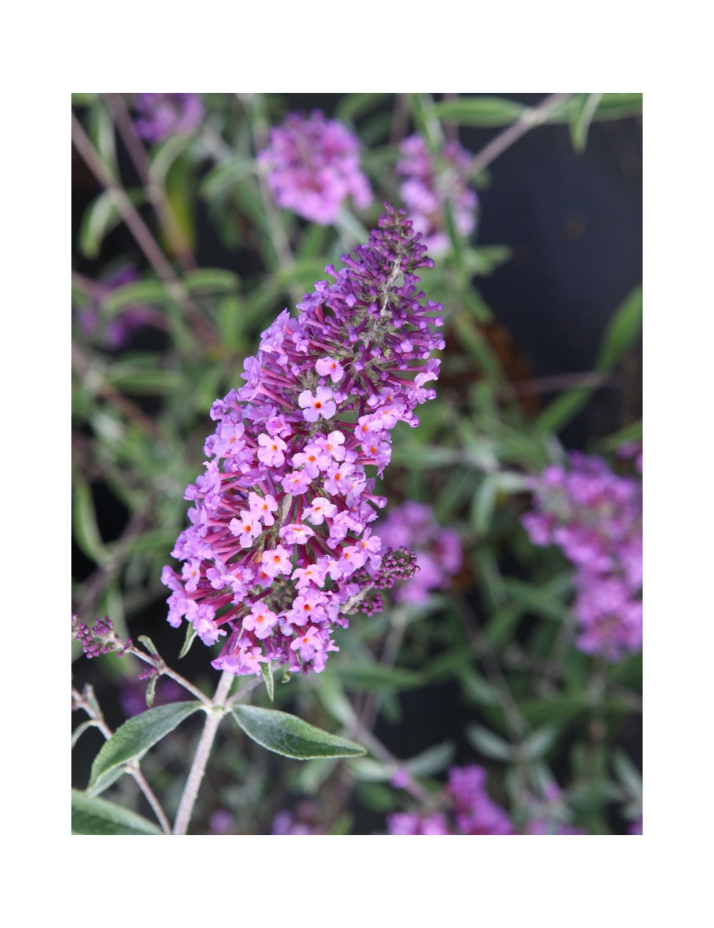 BUDDLEIA davidii SOPHIE - Arbre aux papillons