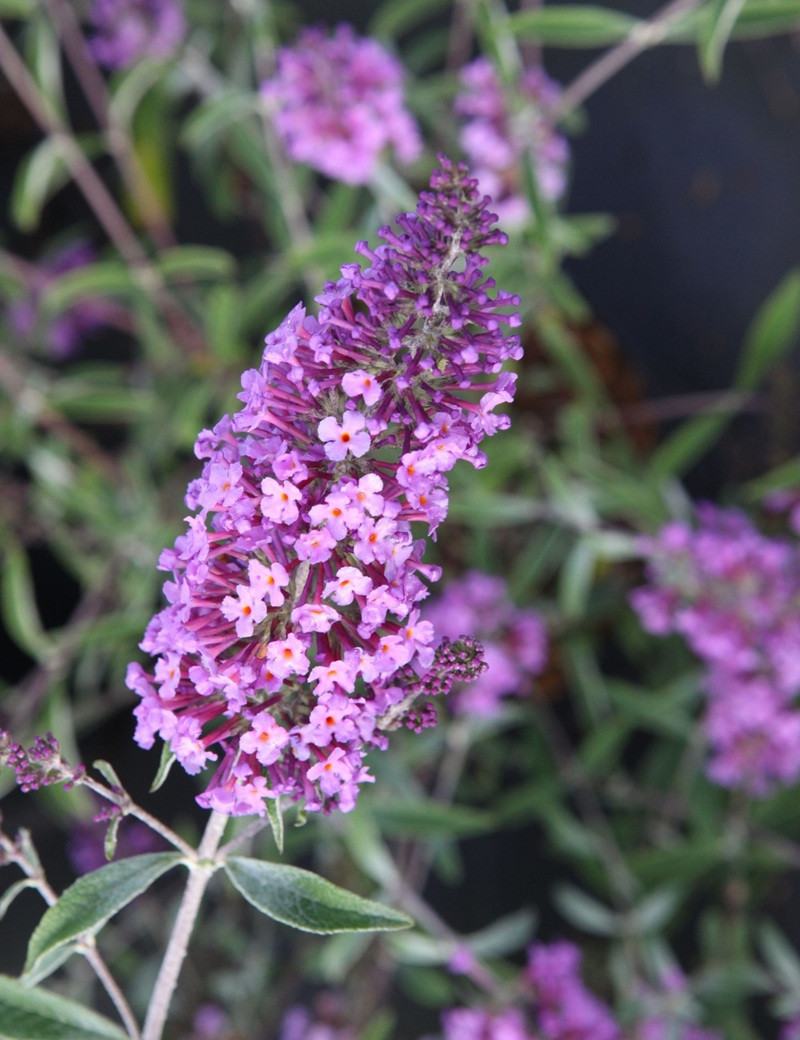 BUDDLEIA davidii SOPHIE - Arbre aux papillons