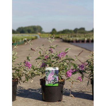 BUDDLEIA davidii SOPHIE - Arbre aux papillons En pot de 3-4 litres buisson hauteur 030-040 cm