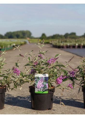 BUDDLEIA davidii SOPHIE - Arbre aux papillons En pot de 3-4 litres buisson hauteur 030-040 cm