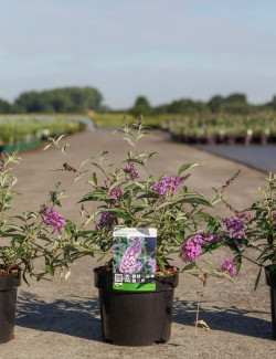 BUDDLEIA davidii SOPHIE - Arbre aux papillons En pot de 3-4 litres buisson hauteur 030-040 cm