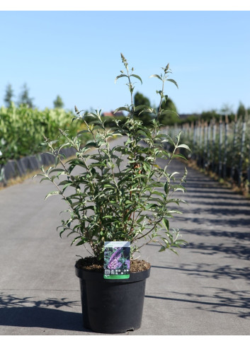 BUDDLEIA davidii SOPHIE - Arbre aux papillons En pot de 10-12 litres buisson hauteur 060-080 cm