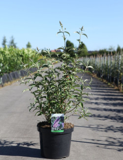 BUDDLEIA davidii SOPHIE - Arbre aux papillons En pot de 10-12 litres buisson hauteur 060-080 cm