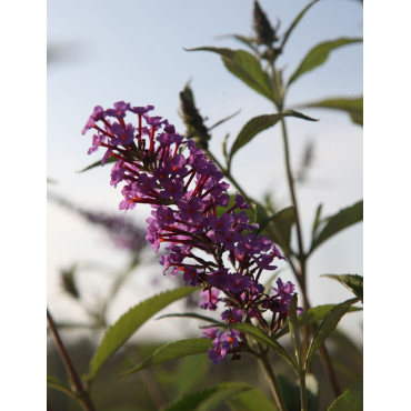 BUDDLEIA davidii SOPHIE - Arbre aux papillons