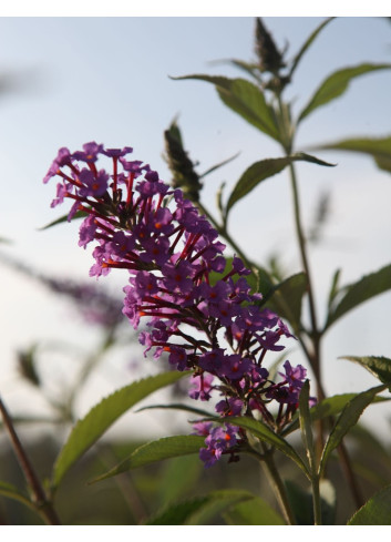 BUDDLEIA davidii SOPHIE - Arbre aux papillons