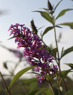 BUDDLEIA davidii SOPHIE - Arbre aux papillons