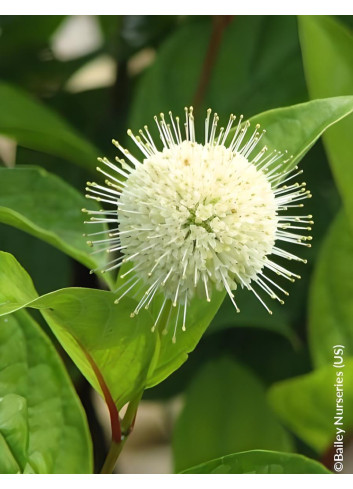 CEPHALANTHUS occidentalis FIBER OPTICS® - Bois-boutonCéphalanthe occidental, Bois noir