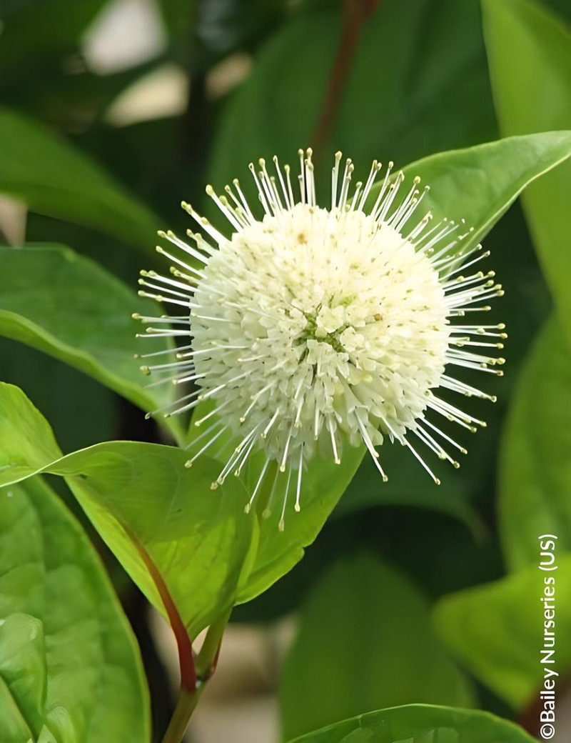 CEPHALANTHUS occidentalis FIBER OPTICS® - Bois-boutonCéphalanthe occidental, Bois noir