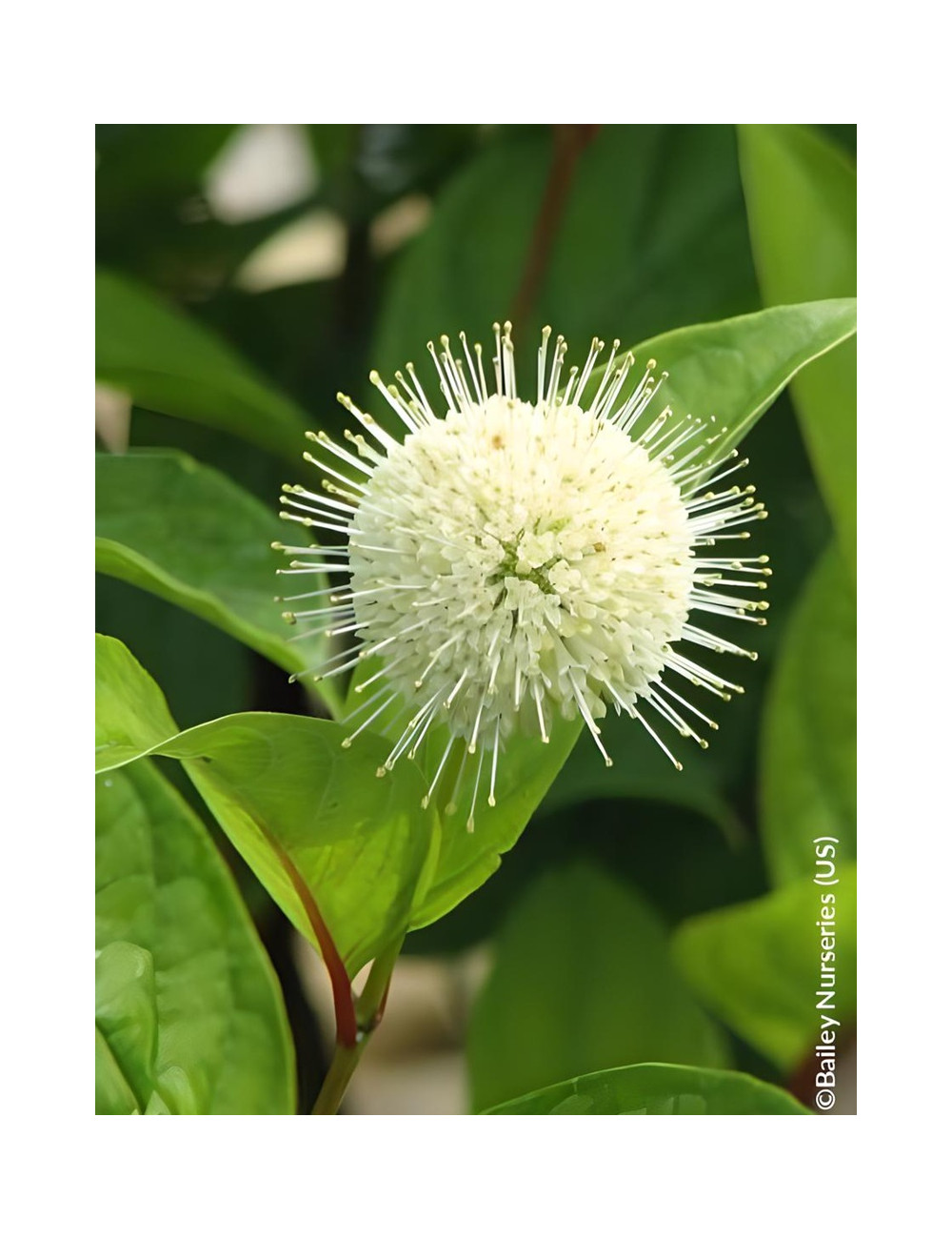 CEPHALANTHUS occidentalis FIBER OPTICS® - Bois-boutonCéphalanthe occidental, Bois noir