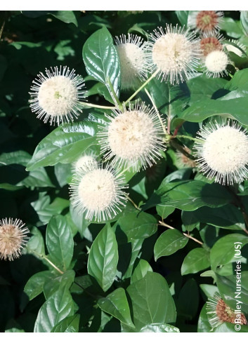 CEPHALANTHUS occidentalis FIBER OPTICS® - Bois-boutonCéphalanthe occidental, Bois noir