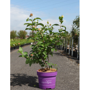 CEPHALANTHUS occidentalis FIBER OPTICS® - Bois-boutonCéphalanthe occidental, Bois noir