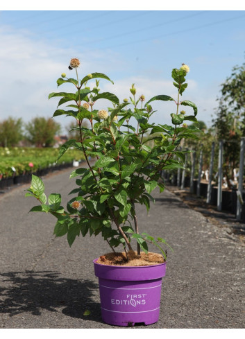 CEPHALANTHUS occidentalis FIBER OPTICS® - Bois-boutonCéphalanthe occidental, Bois noir