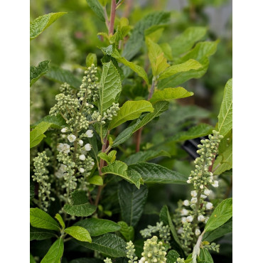 CLETHRA alnifolia ANNE BIDWELL - Clèthre à feuilles d'aulne
