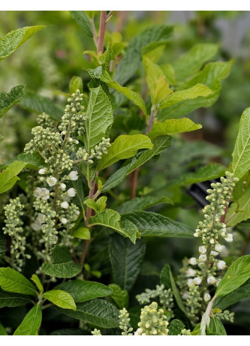 CLETHRA alnifolia ANNE BIDWELL - Clèthre à feuilles d'aulne