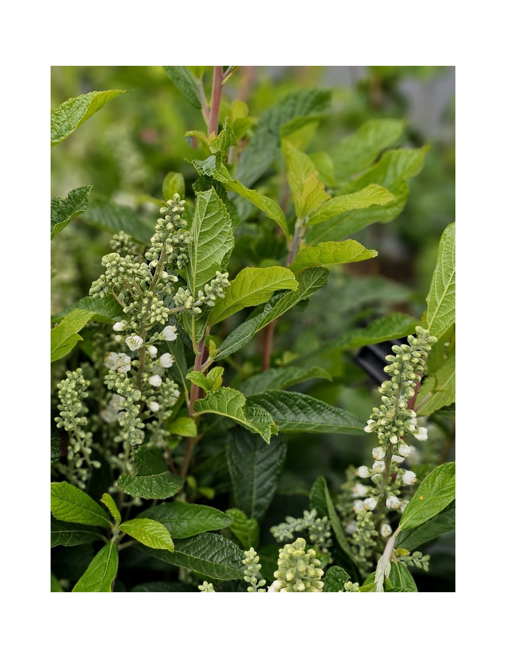 CLETHRA alnifolia ANNE BIDWELL - Clèthre à feuilles d'aulne