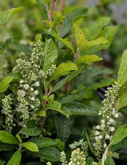 CLETHRA alnifolia ANNE BIDWELL - Clèthre à feuilles d'aulne