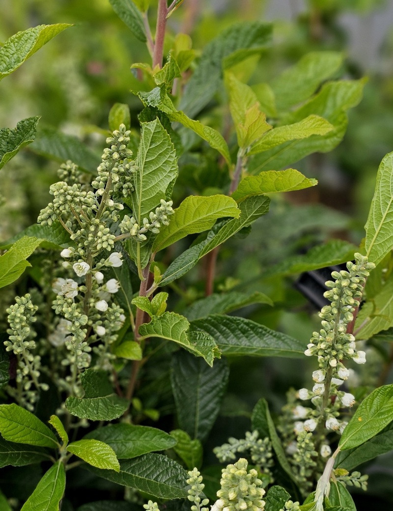 CLETHRA alnifolia ANNE BIDWELL - Clèthre à feuilles d'aulne