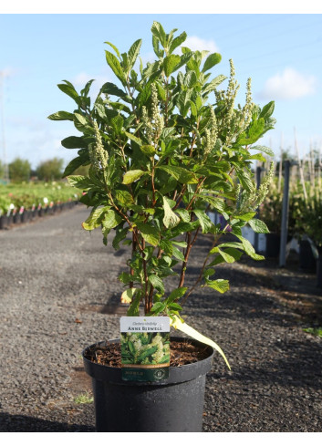 CLETHRA alnifolia ANNE BIDWELL - Clèthre à feuilles d'aulne