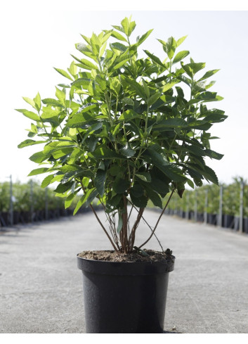 CLETHRA alnifolia ANNE BIDWELL - Clèthre à feuilles d'aulne