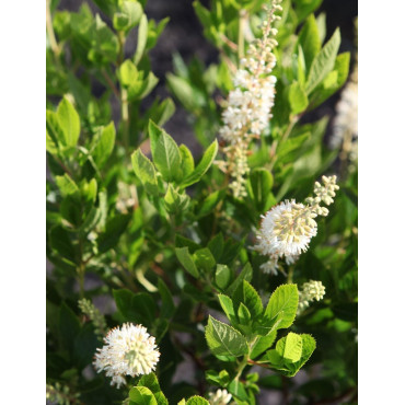 CLETHRA alnifolia HUMMINGBIRD - Clèthre à feuilles d'aulne