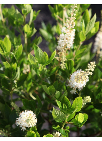 CLETHRA alnifolia HUMMINGBIRD - Clèthre à feuilles d'aulne
