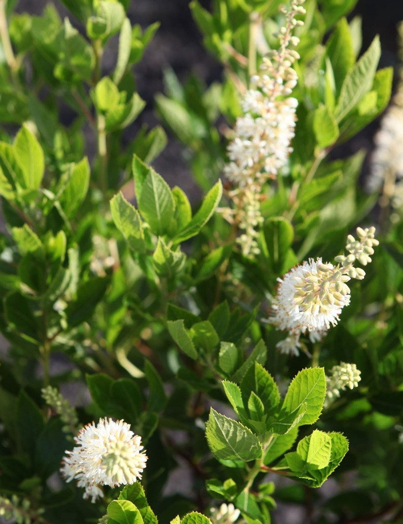 CLETHRA alnifolia HUMMINGBIRD - Clèthre à feuilles d'aulne