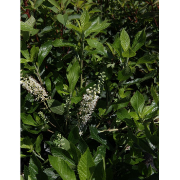 CLETHRA alnifolia HUMMINGBIRD - Clèthre à feuilles d'aulne