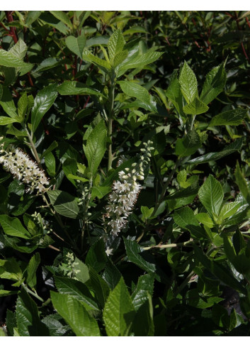 CLETHRA alnifolia HUMMINGBIRD - Clèthre à feuilles d'aulne