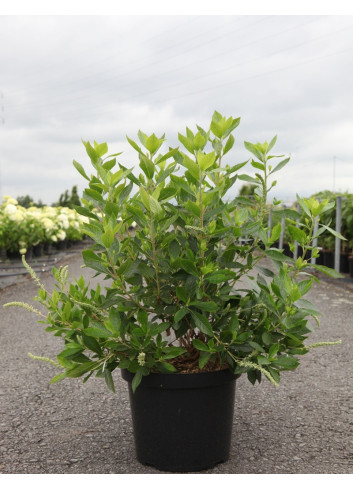 CLETHRA alnifolia HUMMINGBIRD - Clèthre à feuilles d'aulne En pot de 10-12 litres buisson hauteur 060-080 cm