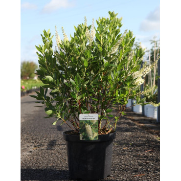 CLETHRA alnifolia HUMMINGBIRD - Clèthre à feuilles d'aulne En pot de 10-12 litres buisson hauteur 060-080 cm