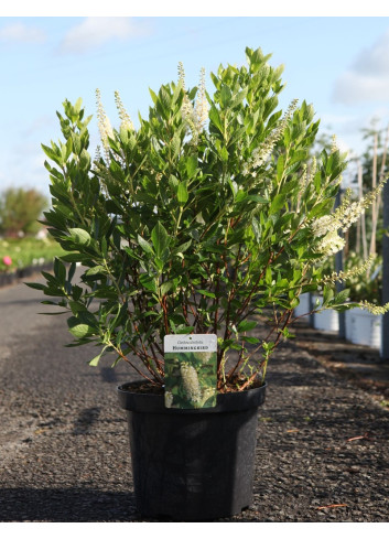 CLETHRA alnifolia HUMMINGBIRD - Clèthre à feuilles d'aulne En pot de 10-12 litres buisson hauteur 060-080 cm