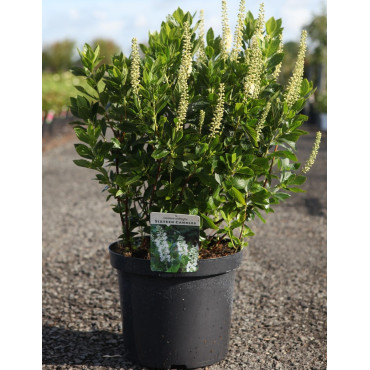 CLETHRA alnifolia SIXTEEN CANDLES - Clèthre à feuilles d'aulne En pot de 10-12 litres buisson hauteur 060-080 cm