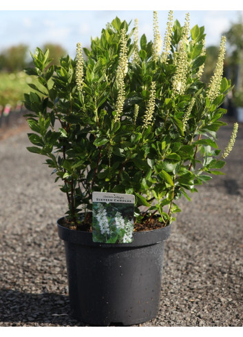 CLETHRA alnifolia SIXTEEN CANDLES - Clèthre à feuilles d'aulne En pot de 10-12 litres buisson hauteur 060-080 cm