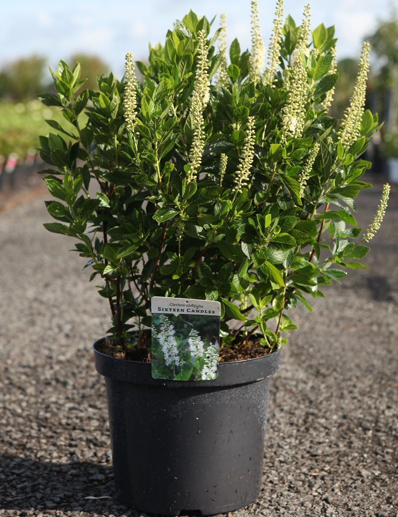 CLETHRA alnifolia SIXTEEN CANDLES - Clèthre à feuilles d'aulne En pot de 10-12 litres buisson hauteur 060-080 cm