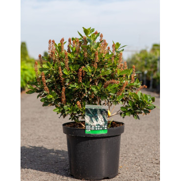 CLETHRA alnifolia SIXTEEN CANDLES - Clèthre à feuilles d'aulne En pot de 10-12 litres buisson hauteur 060-080 cm