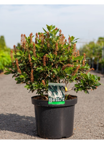 CLETHRA alnifolia SIXTEEN CANDLES - Clèthre à feuilles d'aulne En pot de 10-12 litres buisson hauteur 060-080 cm