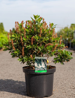 CLETHRA alnifolia SIXTEEN CANDLES - Clèthre à feuilles d'aulne En pot de 10-12 litres buisson hauteur 060-080 cm