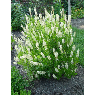 CLETHRA alnifolia SIXTEEN CANDLES - Clèthre à feuilles d'aulne