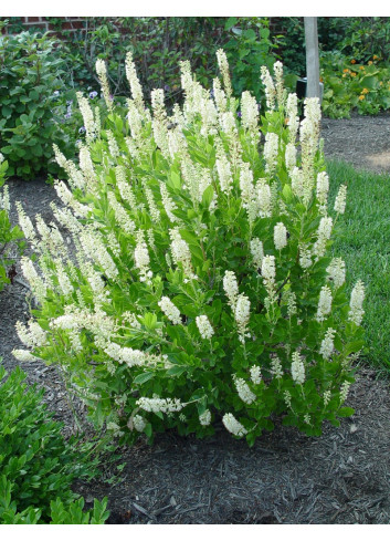 CLETHRA alnifolia SIXTEEN CANDLES - Clèthre à feuilles d'aulne