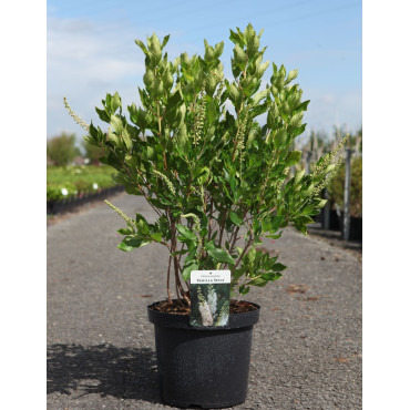 CLETHRA alnifolia VANILLA SPICE - Clèthre à feuilles d'aulne En pot de 10-12 litres buisson hauteur 060-080 cm