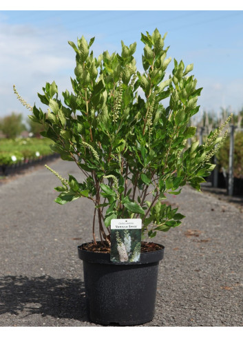 CLETHRA alnifolia VANILLA SPICE - Clèthre à feuilles d'aulne En pot de 10-12 litres buisson hauteur 060-080 cm