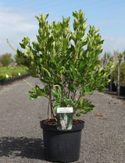 CLETHRA alnifolia VANILLA SPICE - Clèthre à feuilles d'aulne En pot de 10-12 litres buisson hauteur 060-080 cm