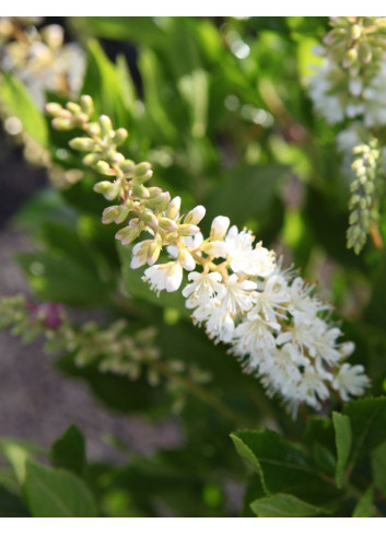 CLETHRA alnifolia VANILLA SPICE - Clèthre à feuilles d'aulne