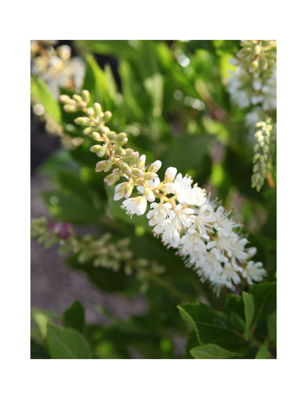 CLETHRA alnifolia VANILLA SPICE - Clèthre à feuilles d'aulne