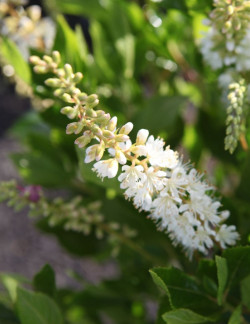 CLETHRA alnifolia VANILLA SPICE - Clèthre à feuilles d'aulne
