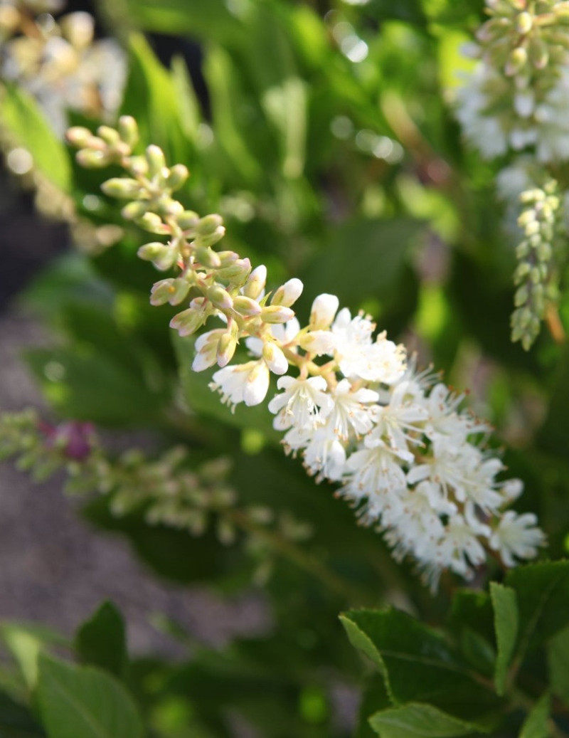CLETHRA alnifolia VANILLA SPICE - Clèthre à feuilles d'aulne