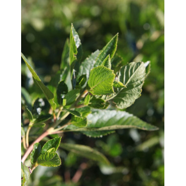 CLETHRA alnifolia VANILLA SPICE - Clèthre à feuilles d'aulne