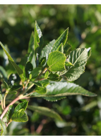 CLETHRA alnifolia VANILLA SPICE - Clèthre à feuilles d'aulne